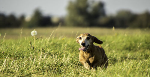 Dog running on grass