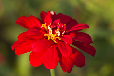 Close-up of red flower