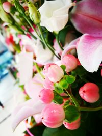 Close-up of pink flowers