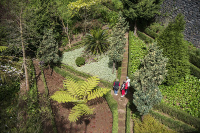 High angle view of man walking in forest