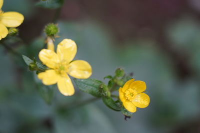 Close-up of yellow flowering plant