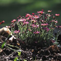 Close-up of flowering plants on land