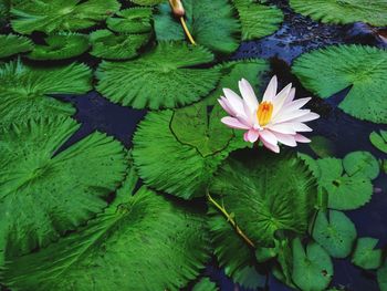 Close-up of lotus water lily in pond