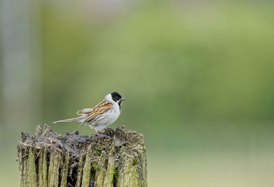 Reed bunting perched on old tree stump