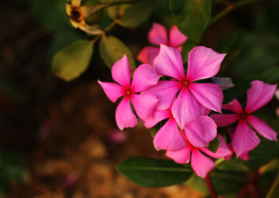Close-up of pink flowering plant