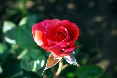 Close-up of red rose