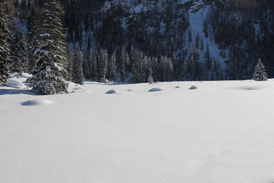 Trees on snow covered field