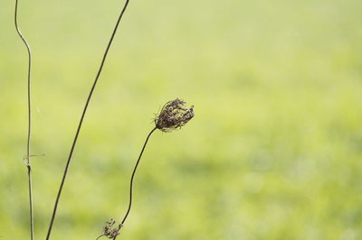 Close-up of butterfly on plant