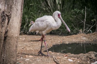 Close-up of bird perching on a tree