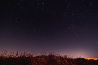 Low angle view of trees against sky