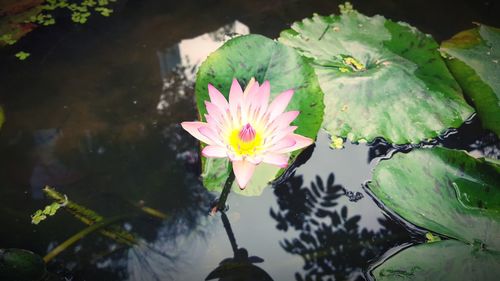 Close-up of lotus water lily in lake