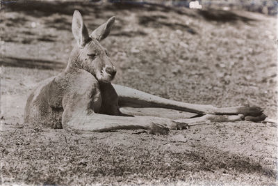 Lion sitting on a field