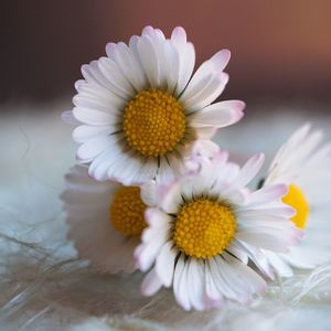 Close-up of white flowers on table