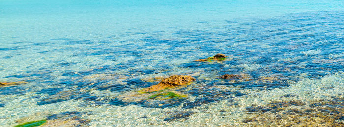 High angle view of turtle in sea