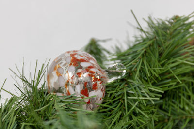 Close-up of christmas plant against white background