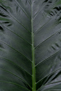 Full frame shot of palm leaves