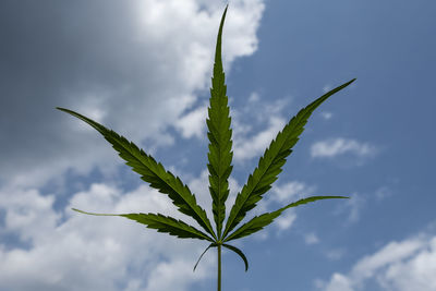 Close-up of fresh plant against sky
