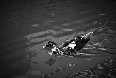 High angle view of duck swimming in lake