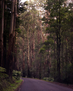 Road passing through forest