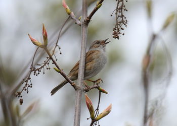 Close-up of bird perching on branch