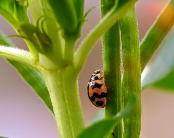 Close-up of ladybug on leaf