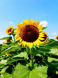 Close-up of sunflower