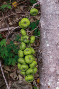 Close-up of berries growing on tree trunk