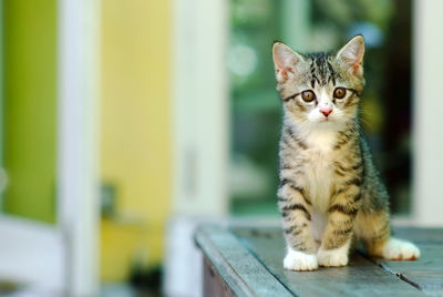 Portrait of kitten sitting on table