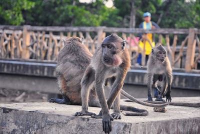 Macaque long tailed monkey, close-up genus macaca cercopithecinae, monkeys in thailand. asia.