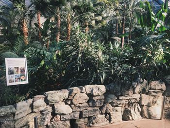 Palm trees and rocks in yard