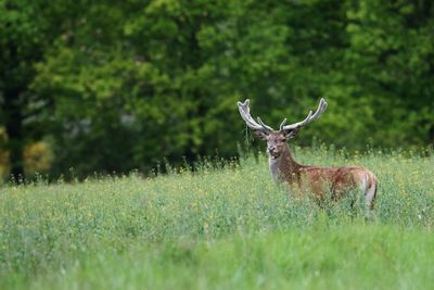 Deer in a field