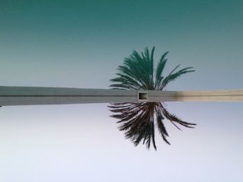 Low angle view of palm trees against clear sky