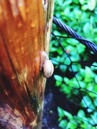 Close-up of snail on tree