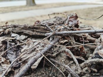 Close-up of dried leaves on land