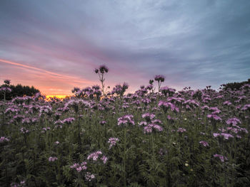 Purple flowering plants on field against sky during sunset