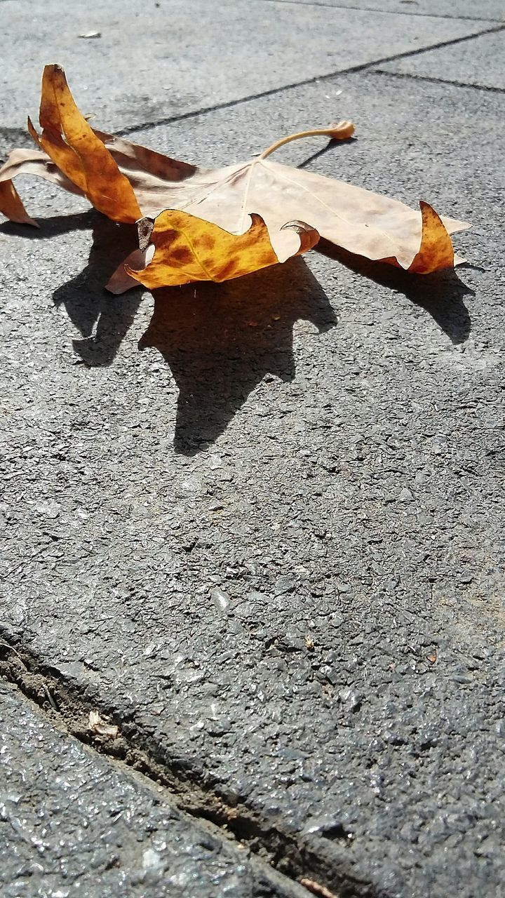 LEAVES ON GROUND