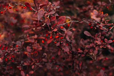 Garden autumnal red fresh tree leaves and wild berries. natural and organic background. autumn