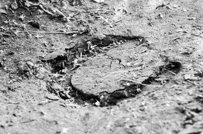 Close-up of lizard on field