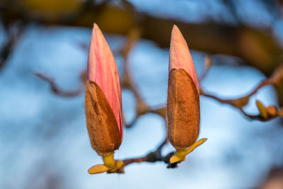 Close-up of dried plant