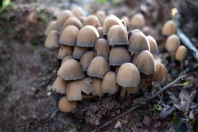 Close-up of mushrooms growing on field