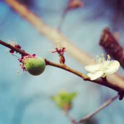 Close-up of flower growing on tree against sky