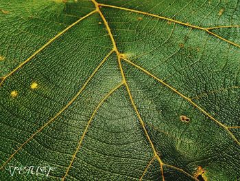 Full frame shot of leaf