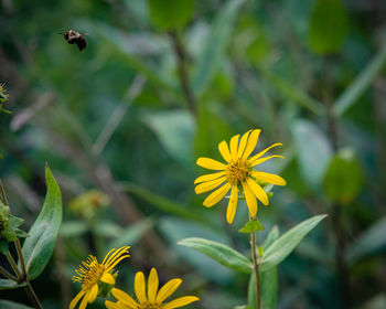 Close-up of yellow flowering plant