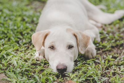 Close-up portrait of dog resting on grassy field