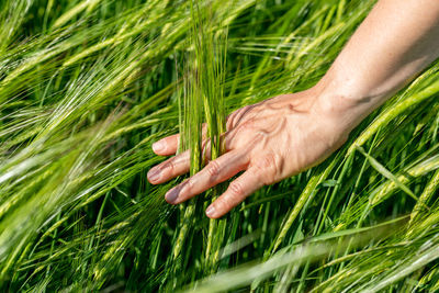 Close-up of farmer hand holding green wheat ears in the field. agricultural business.