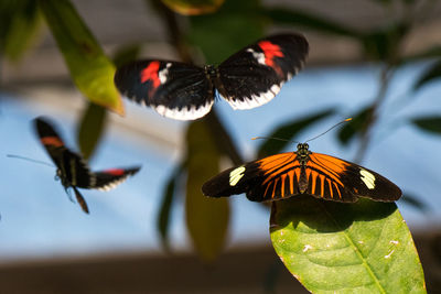 Close-up of butterfly pollinating on flower