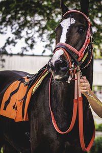 Cropped image of man holding brown horse harness