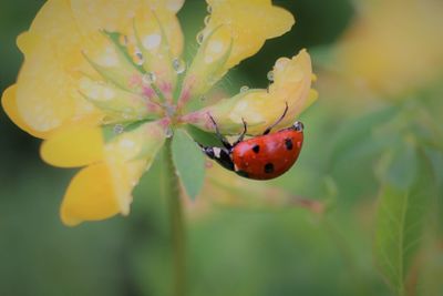 Close-up of ladybug on leaf