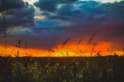 Silhouette plants on field against sky during sunset