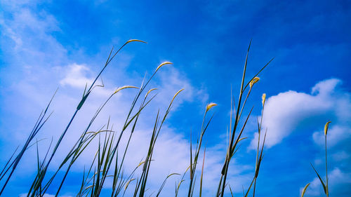 Low angle view of plants against sky